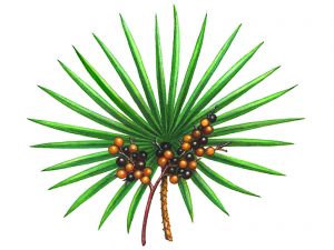 Saw Palmetto Plant Berries 300x225